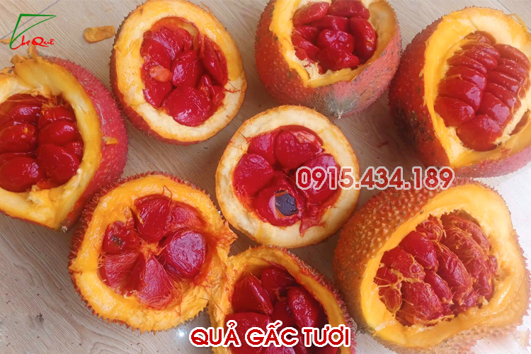 Cây gấc quả gấc